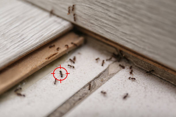 Best Flea Control Services  in Sublimity, OR