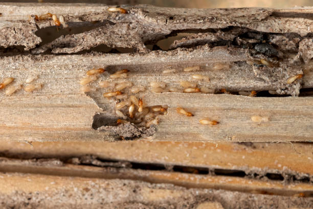 Best Pest Removal Services  in Sublimity, OR